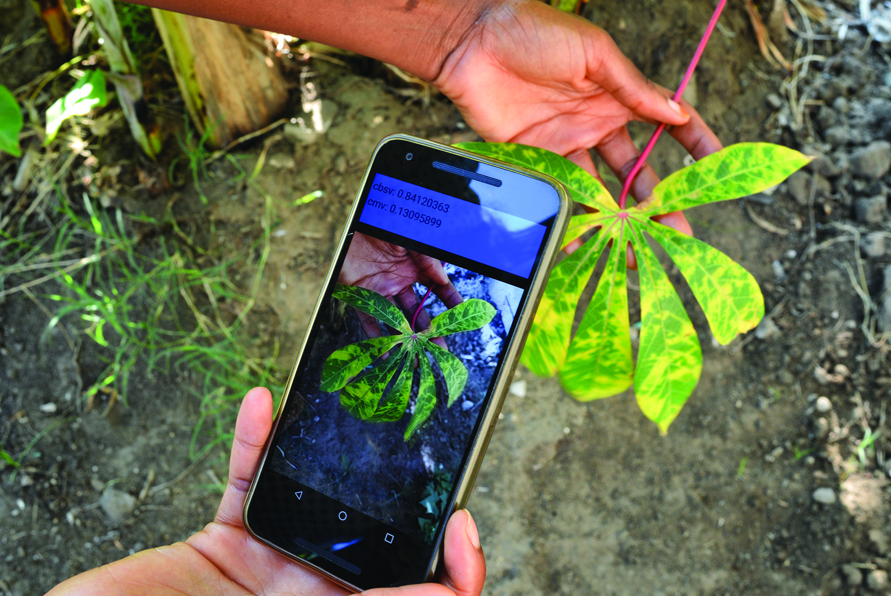 Pest and Disease Diagnosis